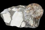 Hoploscaphites Ammonite - South Dakota #44045-1